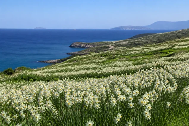 Karaburun Yarımadası'nda yemyeşil nergis çiçeği tarlaları ve Ege denizi manzarası